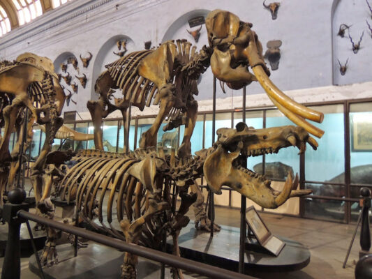 Indian-museum-skeleton-of-animal