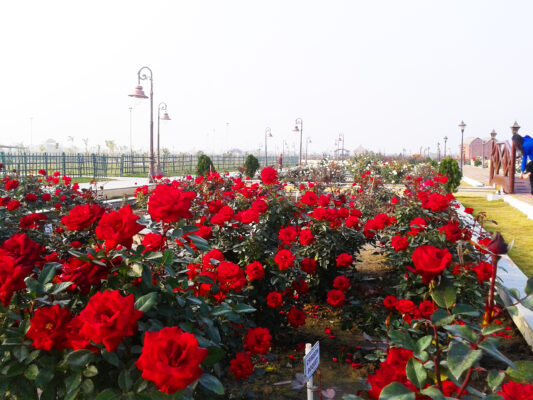 rose-garden-at-eco-park