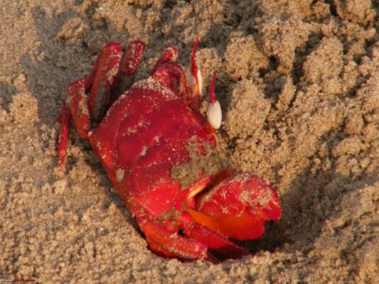 red-crabs 